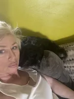 AKC SHIH TZU *Litter*, a  Shih Tzu for sale in Escondido, CA – Photo 4 of 7