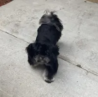 AKC SHIH TZU *Litter*, a  Shih Tzu for sale in Escondido, CA – Photo 5 of 7