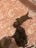 AKC-Chocolate: Cindy, a female Shih Tzu for sale in Escondido, CA – Photo 4 of 6