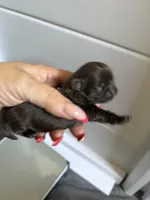 AKC-Chocolate: Cindy, a female Shih Tzu for sale in Escondido, CA – Photo 3 of 6