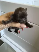 AKC-Chocolate: Cindy, a female Shih Tzu for sale in Escondido, CA – Photo 2 of 6