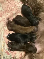 AKC-Chocolate: Cindy, a female Shih Tzu for sale in Escondido, CA – Photo 5 of 6