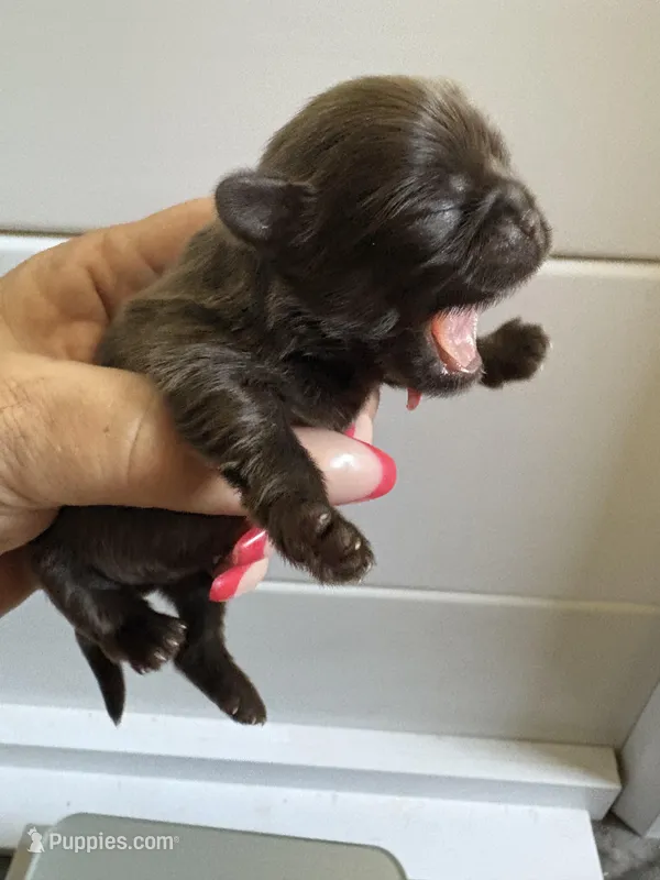 AKC-Chocolate: Cindy