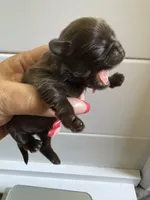 AKC-Chocolate: Cindy, a female Shih Tzu for sale in Escondido, CA – Photo 1 of 6