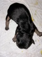 AKC Yorkie -LOUIE, a male Yorkshire Terrier for sale in Escondido, CA – Photo 1 of 2