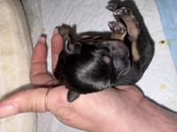 AKC Yorkie -FENDI, a female Yorkshire Terrier for sale in Escondido, CA – Photo 1 of 3