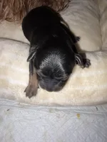 AKC Yorkie -FENDI, a female Yorkshire Terrier for sale in Escondido, CA – Photo 2 of 3