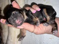 AKC Yorkie -FENDI, a female Yorkshire Terrier for sale in Escondido, CA – Photo 3 of 3