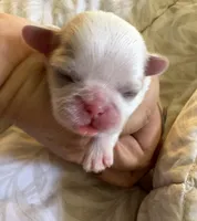 AKC- ASPEN, a female Shih Tzu for sale in Escondido, CA – Photo 5 of 5