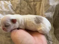 AKC- ASPEN, a female Shih Tzu for sale in Escondido, CA – Photo 3 of 5