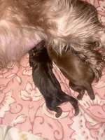 AKC-Chocolate: Ari, a female Shih Tzu for sale in Escondido, CA – Photo 7 of 7