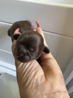 AKC-Chocolate: Ari, a female Shih Tzu for sale in Escondido, CA – Photo 4 of 7