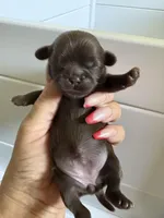 AKC-Chocolate: Ari, a female Shih Tzu for sale in Escondido, CA – Photo 2 of 7