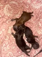 AKC-Chocolate: Ari, a female Shih Tzu for sale in Escondido, CA – Photo 5 of 7