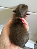 AKC-Chocolate: Ari, a female Shih Tzu for sale in Escondido, CA – Photo 3 of 7