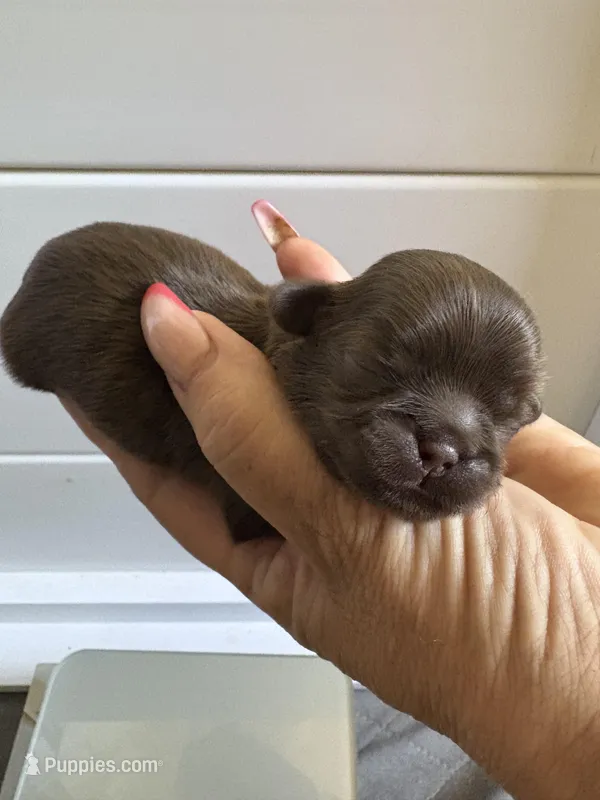AKC-Chocolate: Ari, a female Shih Tzu for sale in Escondido, CA – Photo 1 of 7