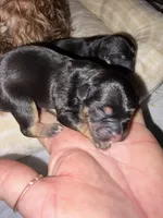 AKC Yorkie -PRADA, a female Yorkshire Terrier for sale in Escondido, CA – Photo 3 of 3