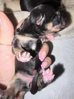 AKC Yorkie -PRADA, a female Yorkshire Terrier for sale in Escondido, CA – Photo 2 of 3