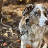 Chase, a male Australian Shepherd for sale in Amherst, VA – 5 of 5