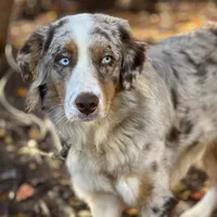 Chase, a male Australian Shepherd for sale in Amherst, VA – 4 of 5