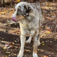 Chase, a male Australian Shepherd for sale in Amherst, VA – 3 of 5