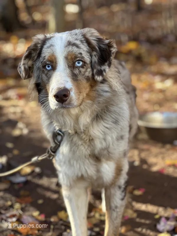 Chase – Australian Shepherd puppy for sale in Amherst, VA