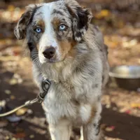 Chase, a male Australian Shepherd for sale in Amherst, VA – 1 of 5