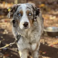Chase, a male Australian Shepherd for sale in Amherst, VA – 2 of 5