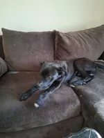 Aries, a male American Pit Bull Terrier for sale in Laconia, NH – Photo 3 of 10