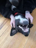 Aries, a male American Pit Bull Terrier for sale in Laconia, NH – Photo 7 of 10