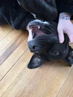 Aries, a male American Pit Bull Terrier for sale in Laconia, NH – Photo 6 of 10