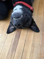 Aries, a male American Pit Bull Terrier for sale in Laconia, NH – Photo 10 of 10