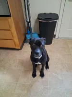 Aries, a male American Pit Bull Terrier for sale in Laconia, NH – Photo 2 of 10