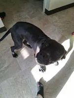 Aries, a male American Pit Bull Terrier for sale in Laconia, NH – Photo 4 of 10