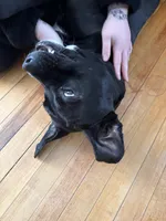 Aries, a male American Pit Bull Terrier for sale in Laconia, NH – Photo 9 of 10