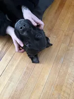 Aries, a male American Pit Bull Terrier for sale in Laconia, NH – Photo 8 of 10