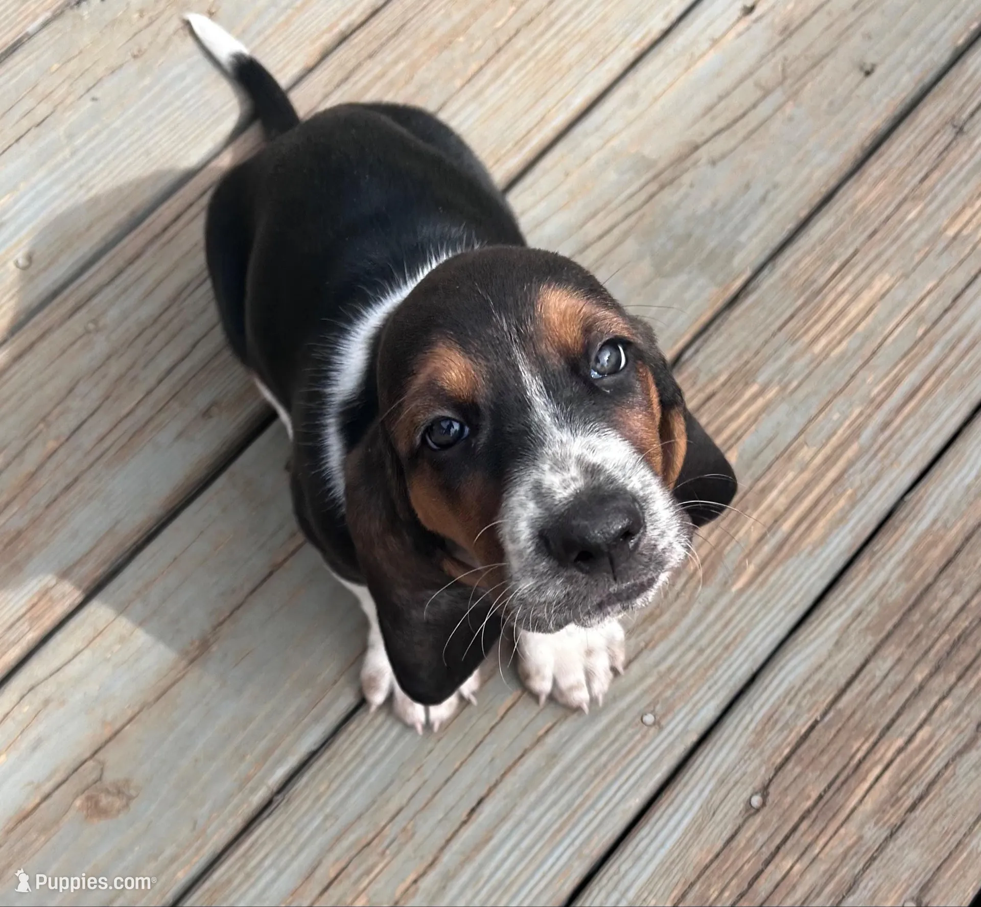 Arthur , a male Basset Hound for sale in Murfreesboro, TN – Photo 2 of 6