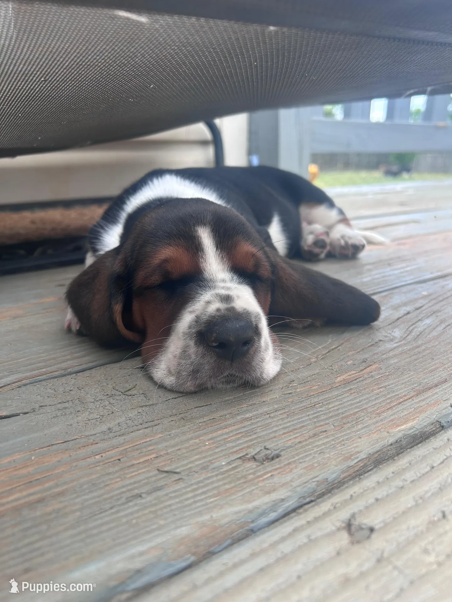 Newt, a male Basset Hound for sale in Murfreesboro, TN – Photo 2 of 8