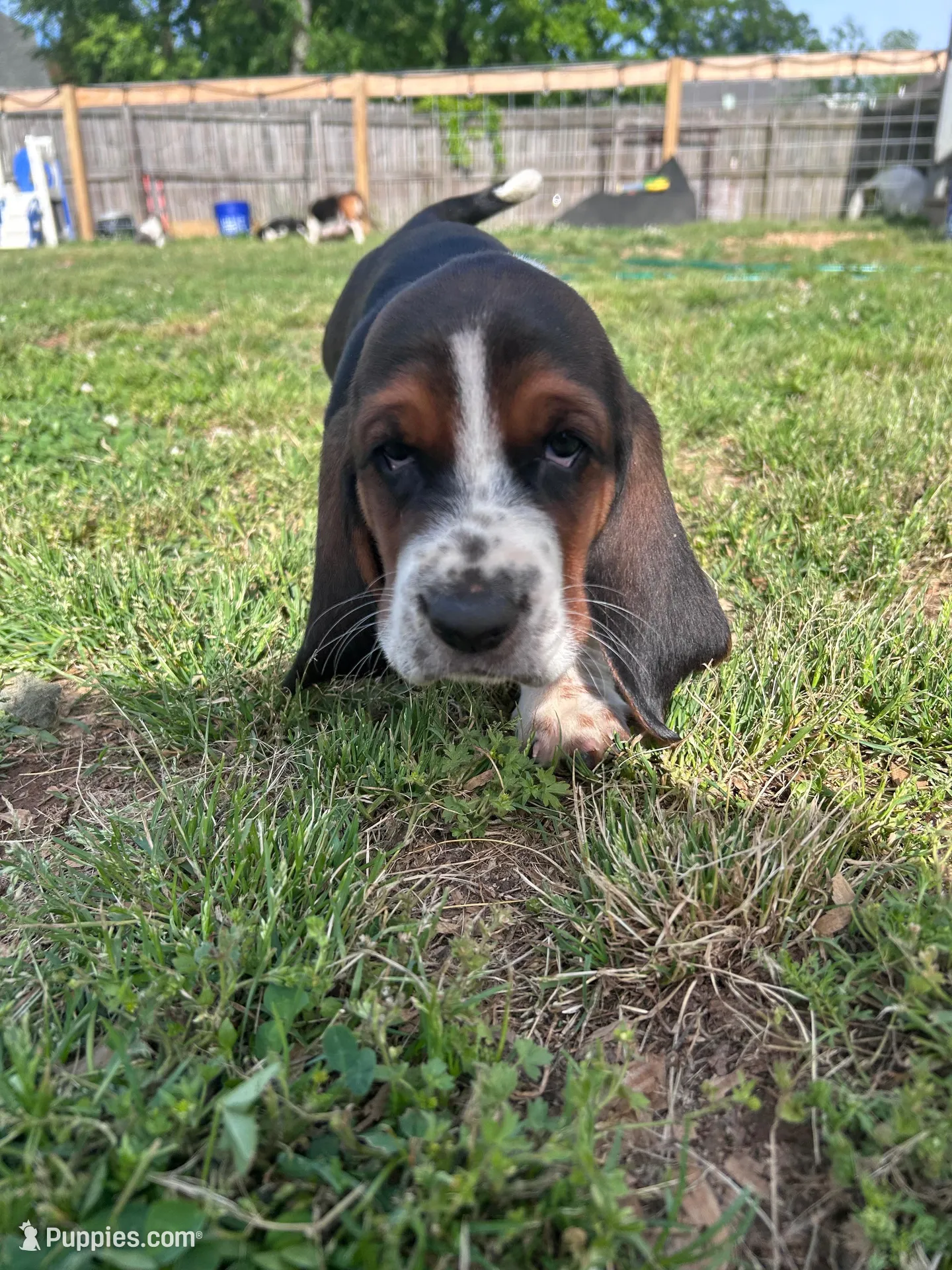 Newt, a male Basset Hound for sale in Murfreesboro, TN – Photo 1 of 8