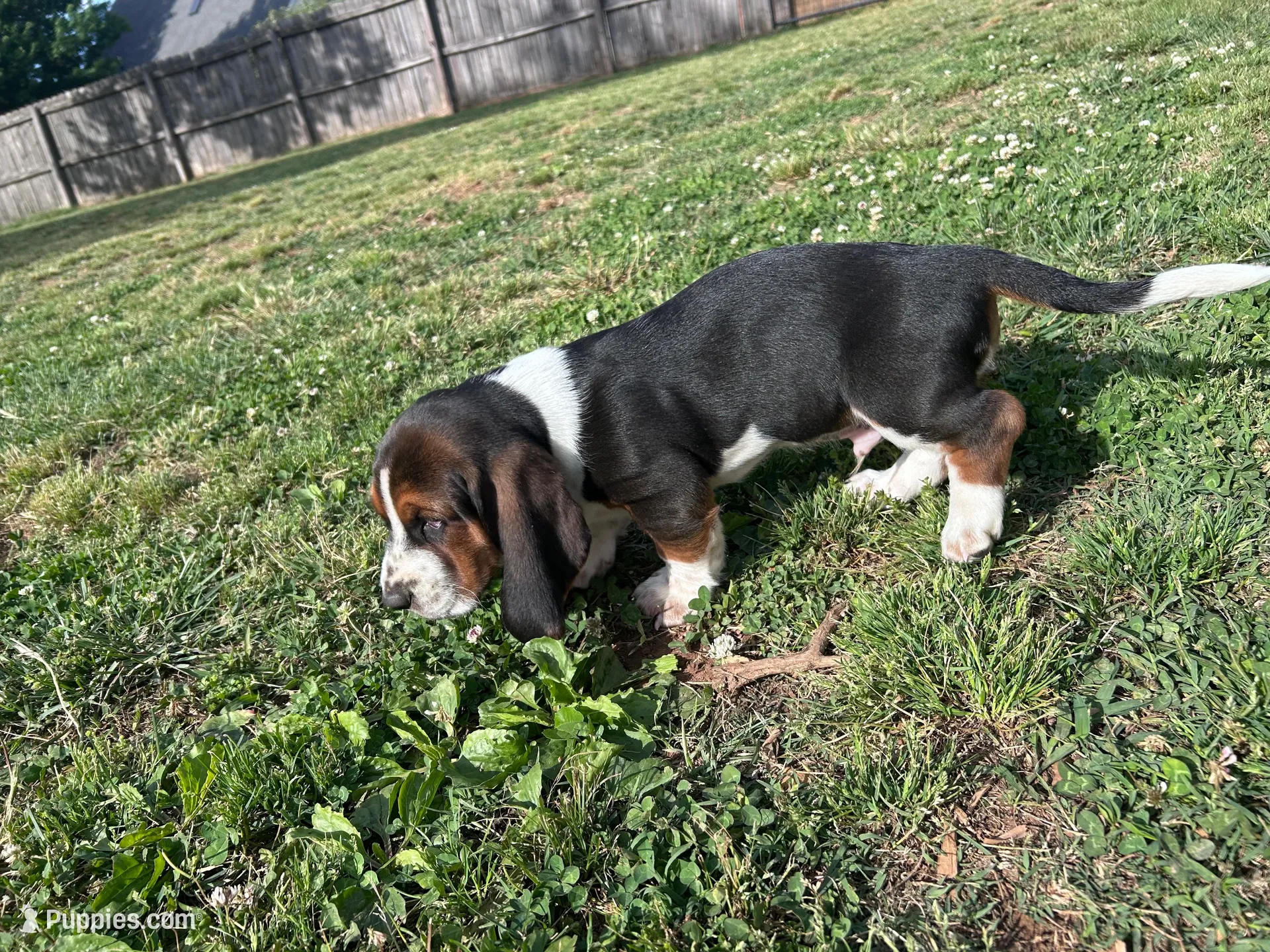 Newt, a male Basset Hound for sale in Murfreesboro, TN – Photo 4 of 8