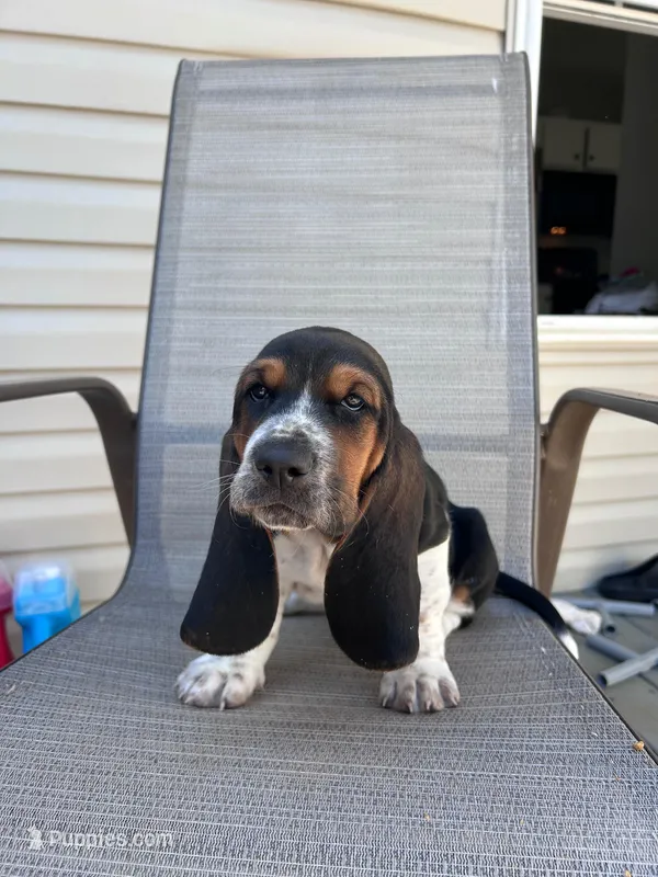 Arthur  – Basset Hound puppy for sale in Murfreesboro, TN