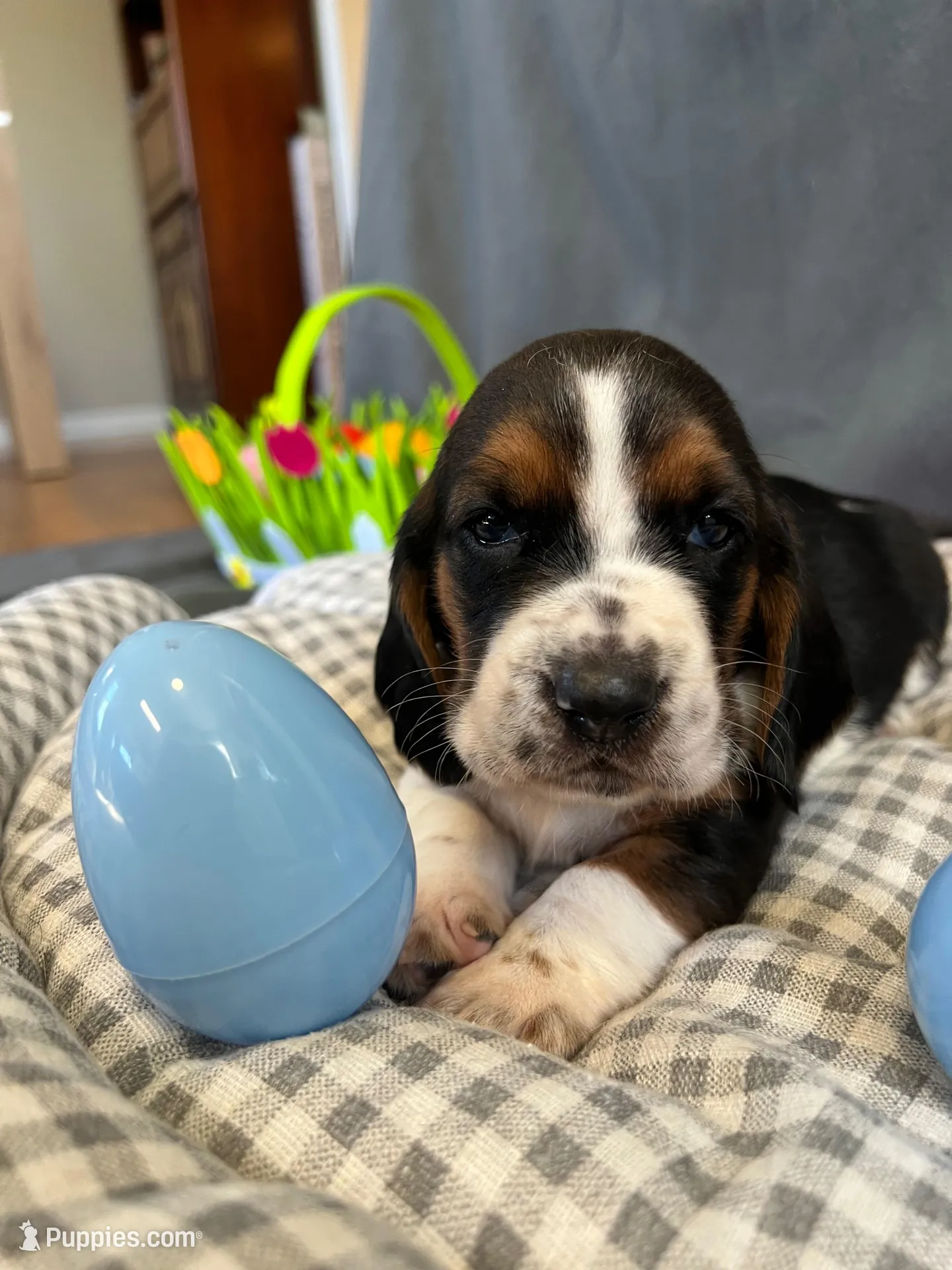 Newt, a male Basset Hound for sale in Murfreesboro, TN – Photo 5 of 8