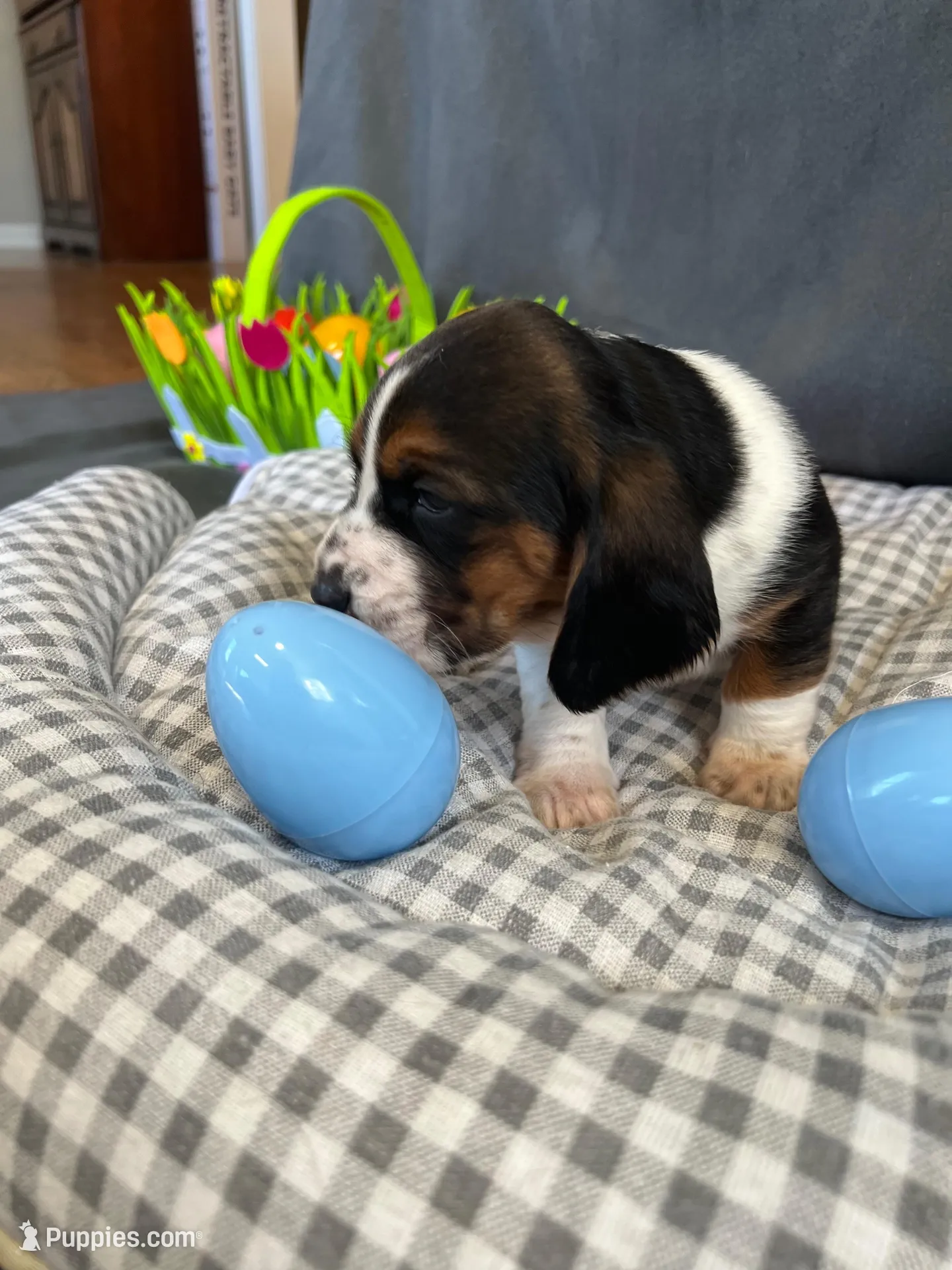 Newt, a male Basset Hound for sale in Murfreesboro, TN – Photo 6 of 8