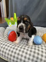 Arthur , a male Basset Hound for sale in Murfreesboro, TN – Photo 6 of 6