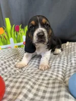 Arthur , a male Basset Hound for sale in Murfreesboro, TN – Photo 5 of 6