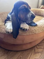 Arthur , a male Basset Hound for sale in Murfreesboro, TN – Photo 3 of 6