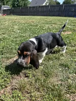 Arthur , a male Basset Hound for sale in Murfreesboro, TN – Photo 4 of 6