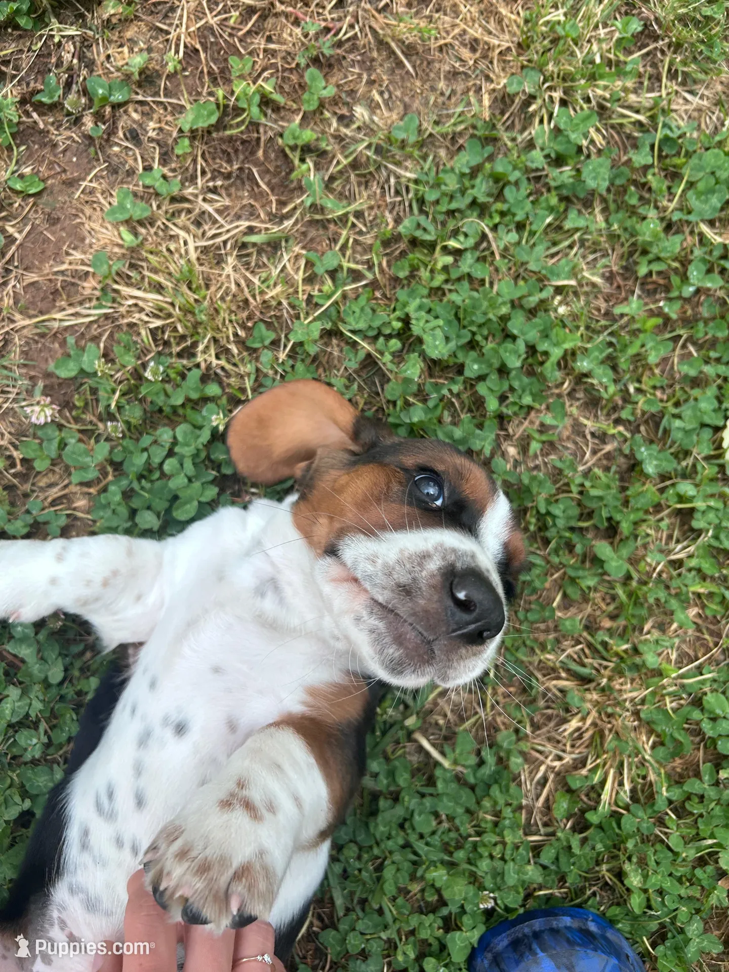 Newt, a male Basset Hound for sale in Murfreesboro, TN – Photo 7 of 8