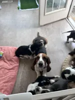 Teddy , a male Basset Hound for sale in Murfreesboro, TN – Photo 8 of 9