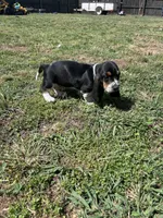 Teddy , a male Basset Hound for sale in Murfreesboro, TN – Photo 7 of 9